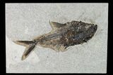 Fossil Fish (Diplomystus) - Green River Formation - Inch Layer #138598-1